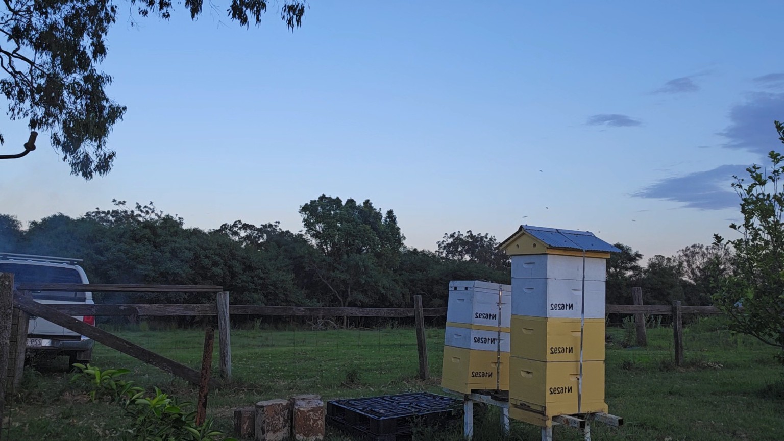 Coraki Hives